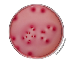 Chromogenic Coliform Agar (CCA) - BIOKAR Diagnostics